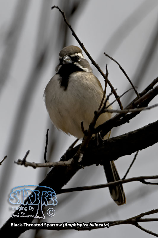 Black-Throated Sparrow - Amphispiza bilineata