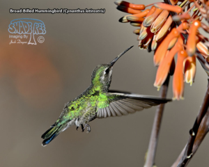 2023-03-27 Agua Caliente Park – Tucson