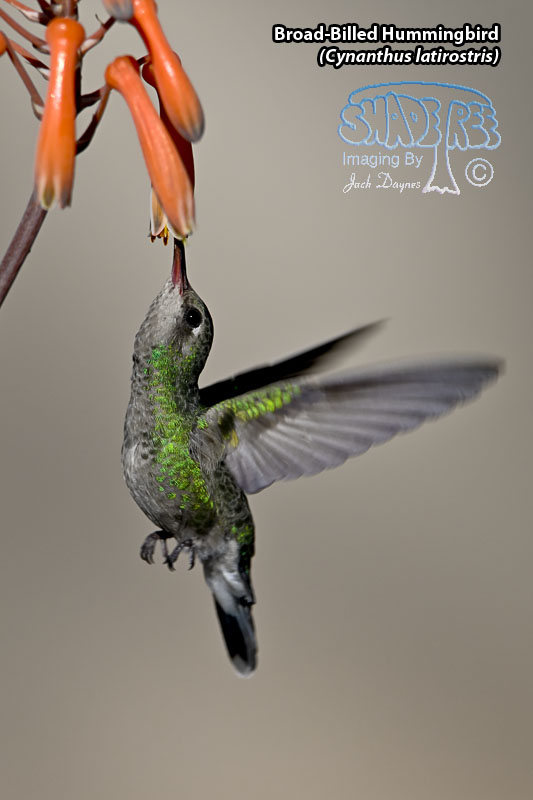 Broad-Billed Hummingbird - Cynanthus latirostris