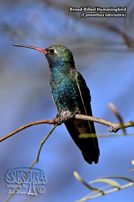 Broad-Billed Hummingbird - Cynanthus latirostris