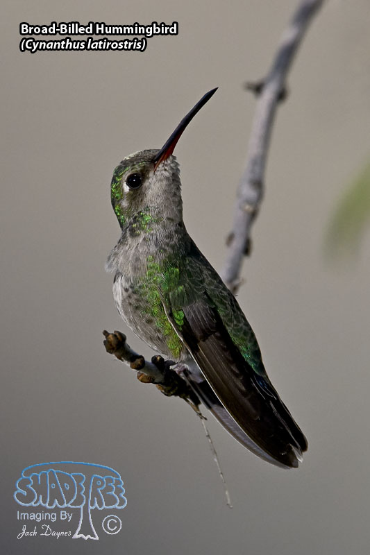 Broad-Billed Hummingbird - Cynanthus latirostris
