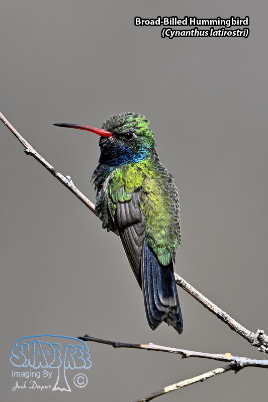 Broad-Billed Hummingbird - Cynanthus latirostris