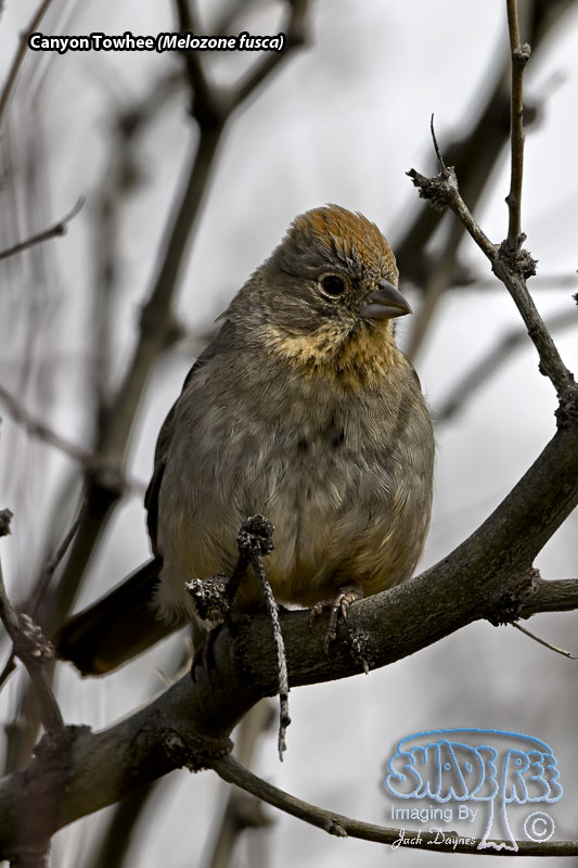 Canyon Towhee - Melozone fusca