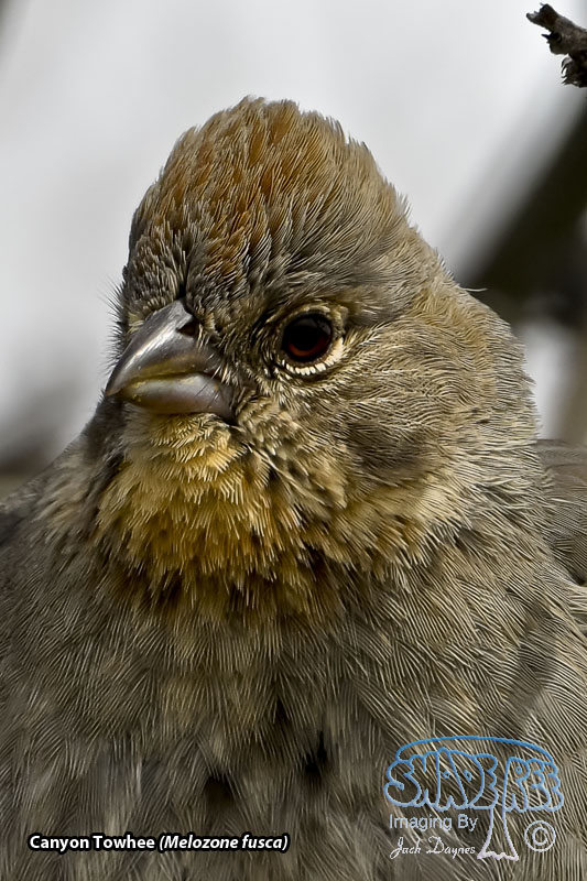 Canyon Towhee - Melozone fusca