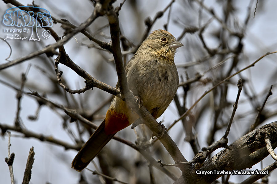 Canyon Towhee - Melozone fusca