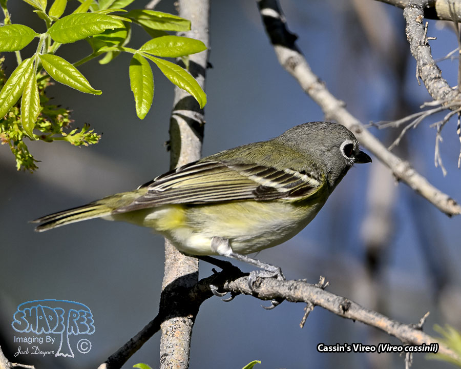 Cassin's Vireo - Vireo cassinii