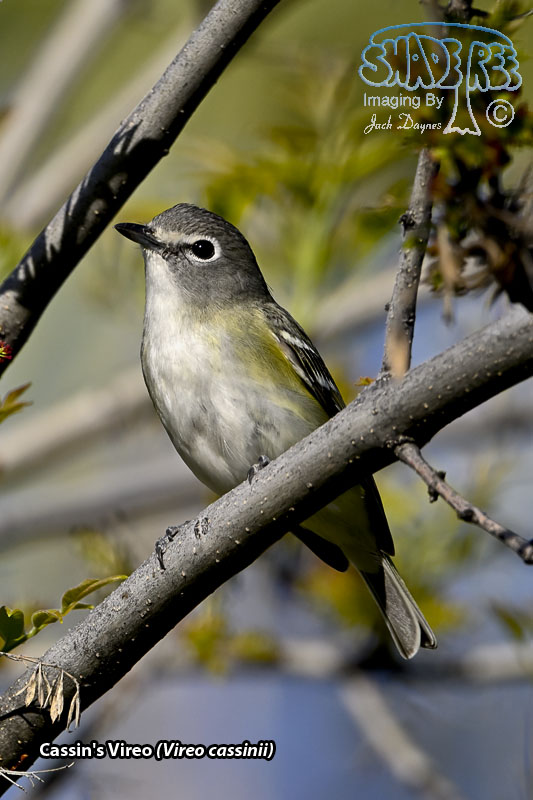 Cassin's Vireo - Vireo cassinii