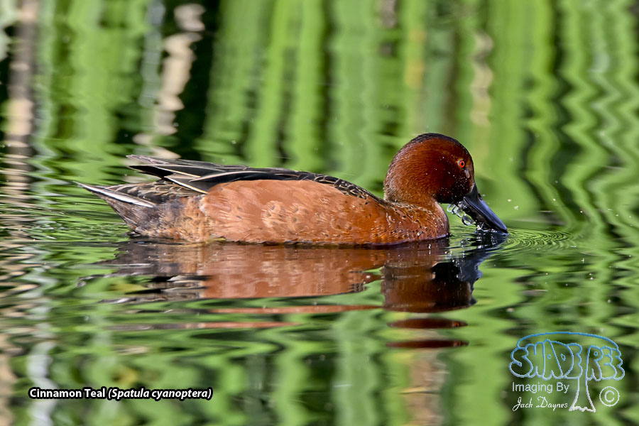 Cinnamon Teal - Spatula cyanoptera