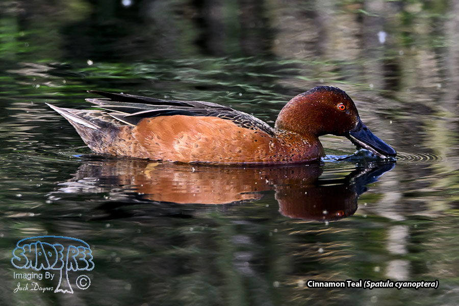Cinnamon Teal - Spatula cyanoptera