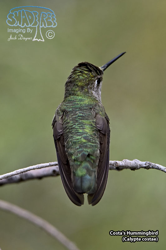 Costa's Hummingbird - Calypte costae