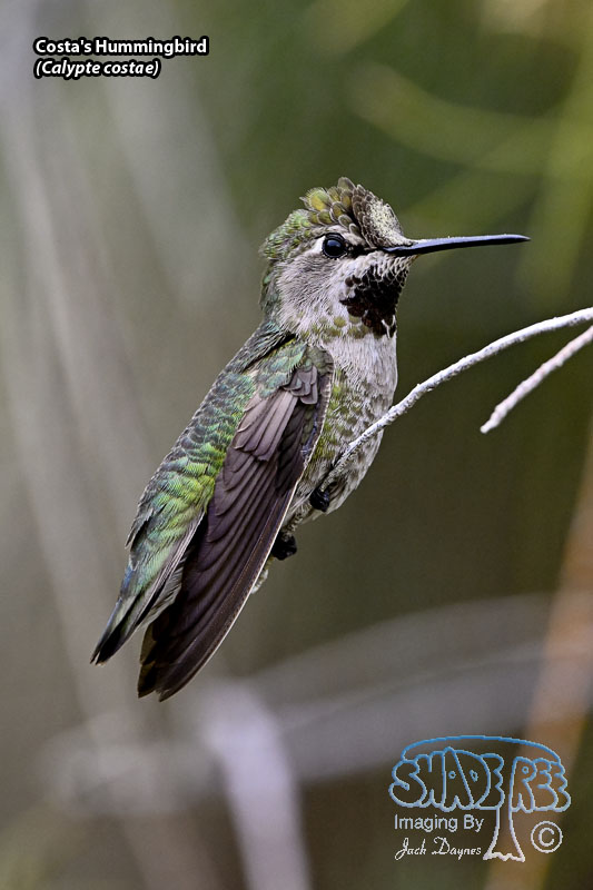 Costa's Hummingbird - Calypte costae