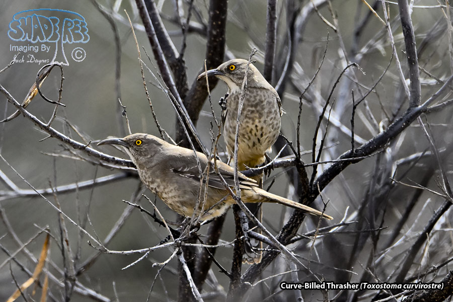 Curve-Billed Thrasher - Toxostoma curvirostre