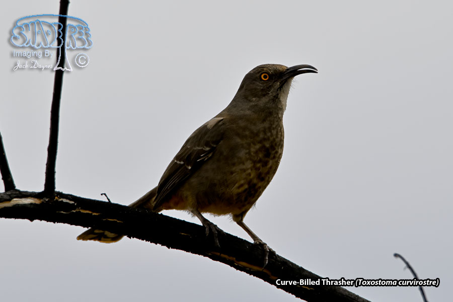 Curve-Billed Thrasher - Toxostoma curvirostre