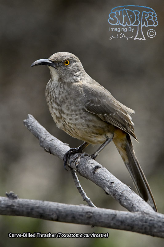 Curve-Billed Thrasher - Toxostoma curvirostre