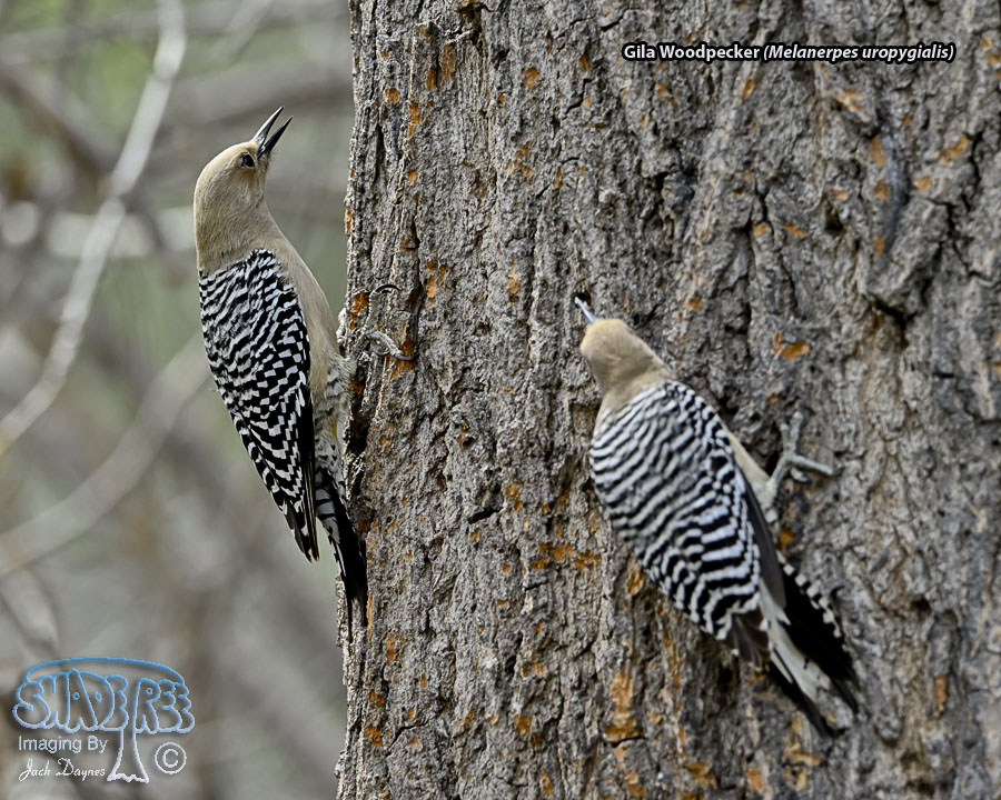 Gila Woodpecker - Melanerpes uropygialis