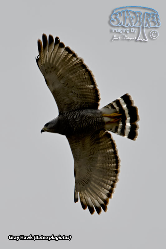 Gray Hawk - Buteo plagiatus