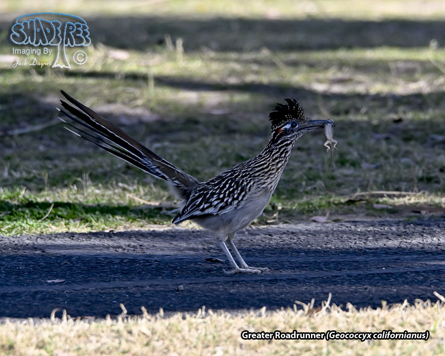 Greater Roadrunner - Geococcyx californianus