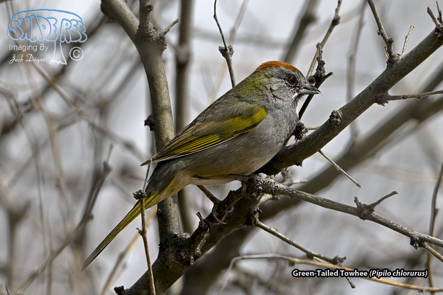 Green-Tailed Towhee - Pipilo chlorurus