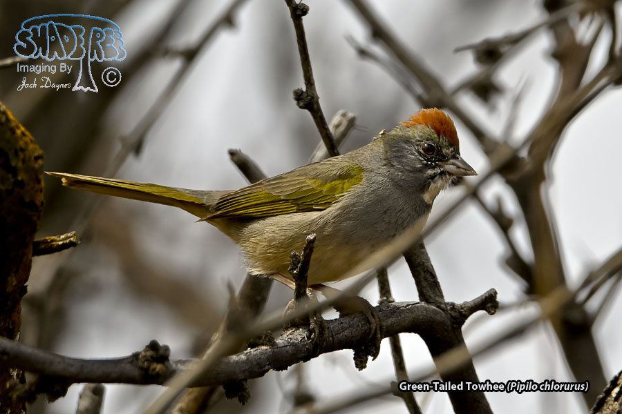 Green-Tailed Towhee - Pipilo chlorurus