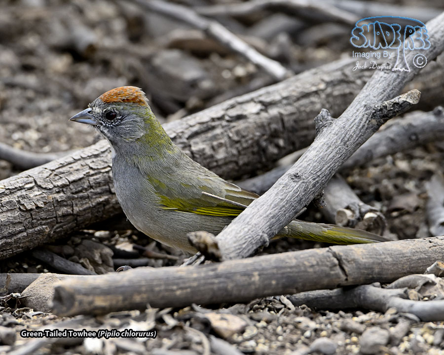 Green-Tailed Towhee - Pipilo chlorurus