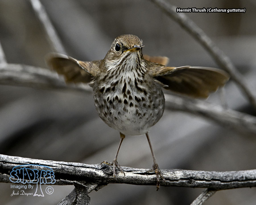 Hermit Thrush - Catharus guttatus