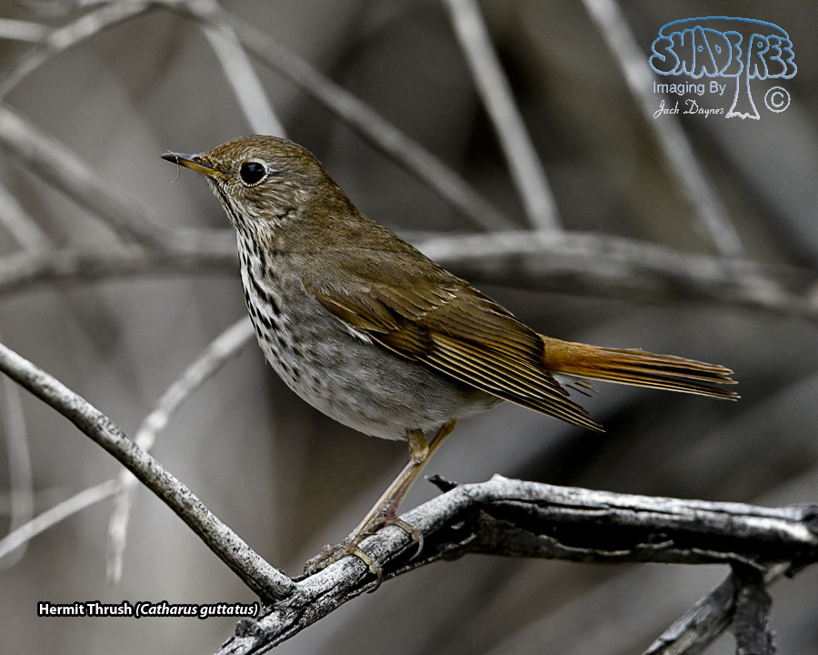 Hermit Thrush - Catharus guttatus