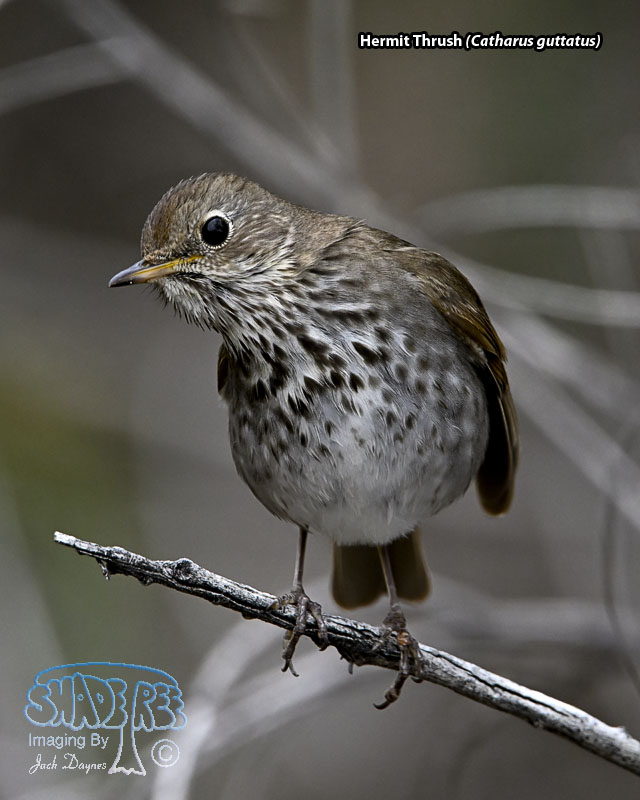 Hermit Thrush - Catharus guttatus