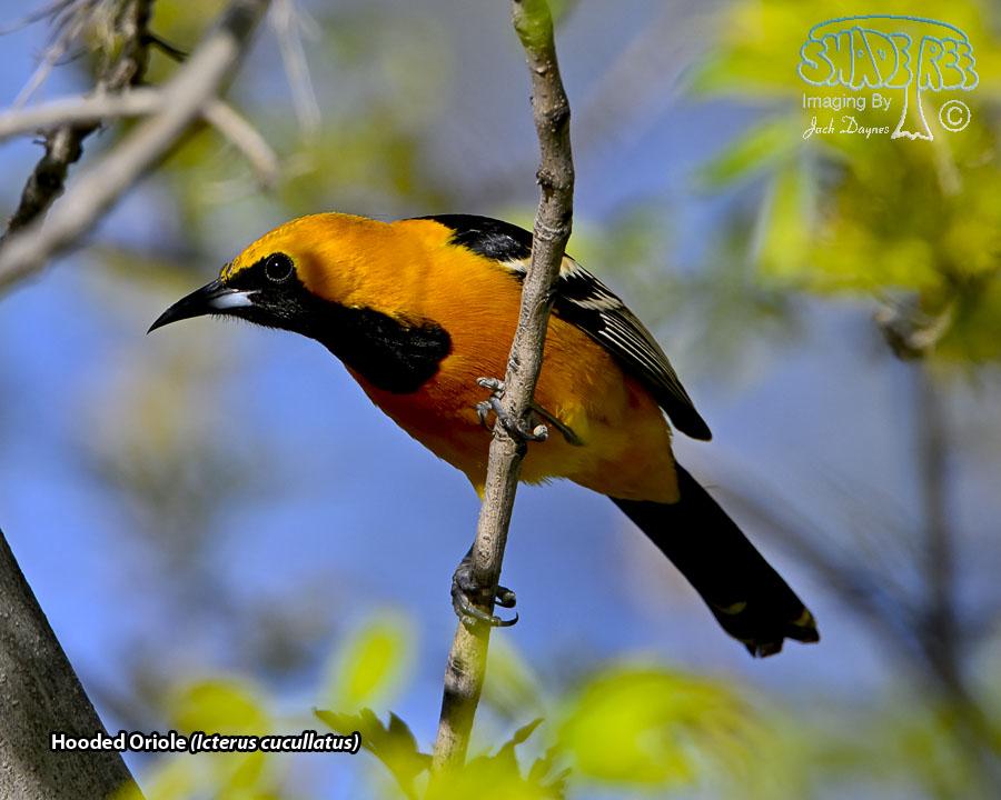 Hooded Oriole - Icterus cucullatus