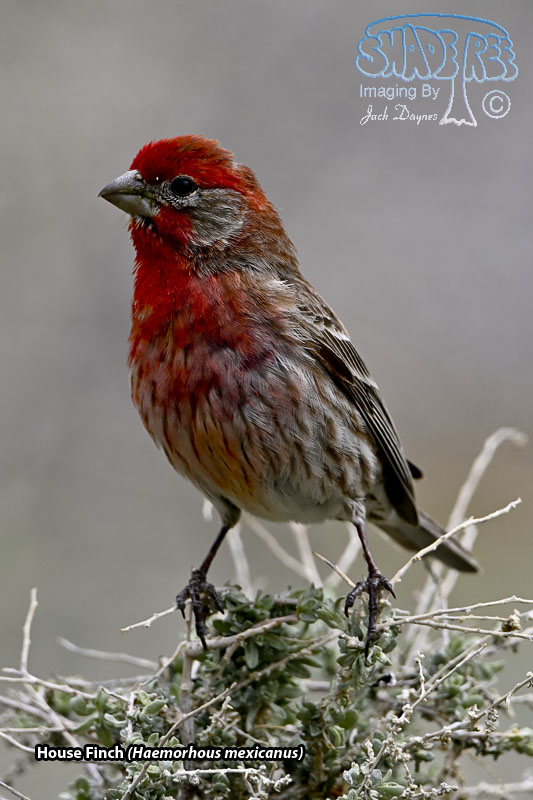 House Finch - Haemorhous mexicanus