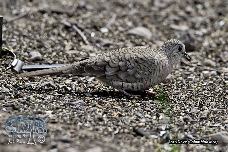 Inca Dove - Columbina inca