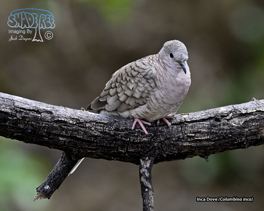 Inca Dove - Columbina inca
