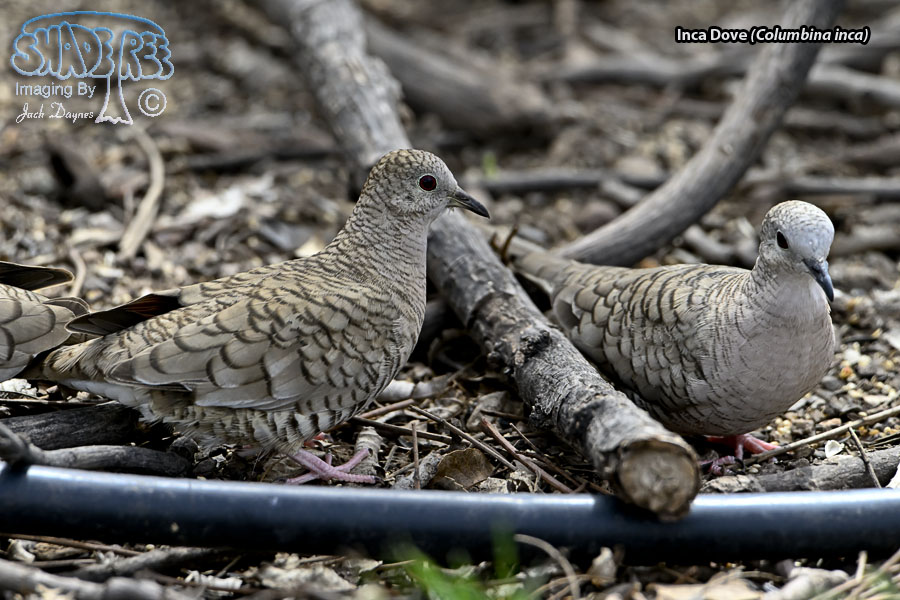 Inca Dove - Columbina inca