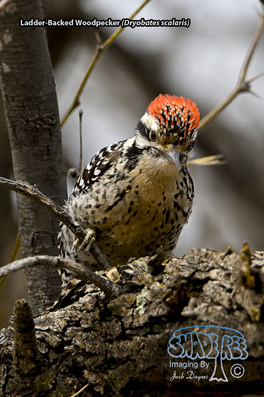 Ladder-Backed Woodpecker - Dryobates scalaris