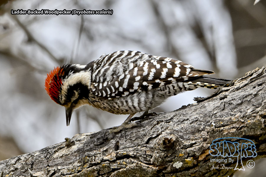 Ladder-Backed Woodpecker - Dryobates scalaris