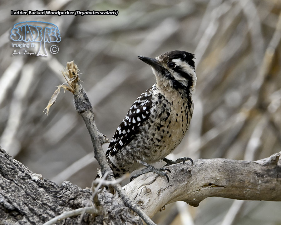 Ladder-Backed Woodpecker - Dryobates scalaris