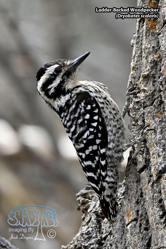 Ladder-Backed Woodpecker - Dryobates scalaris