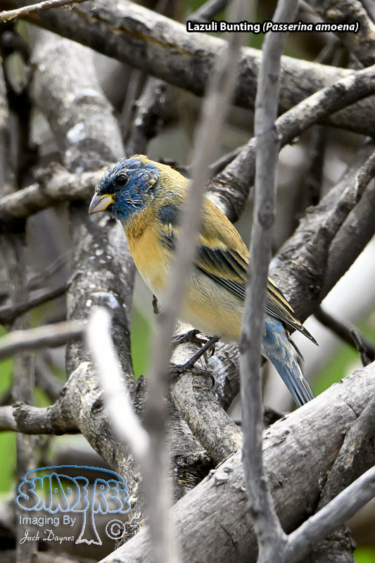Lazuli Bunting - Passerina amoena