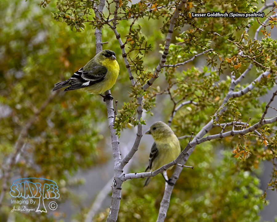 Lesser Goldfinch - Spinus psaltria