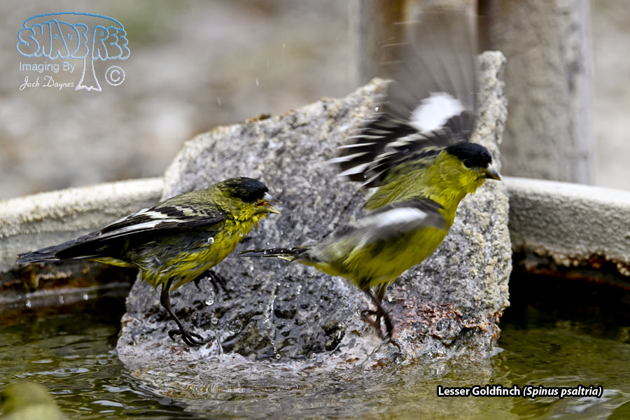 Lesser Goldfinch - Spinus psaltria