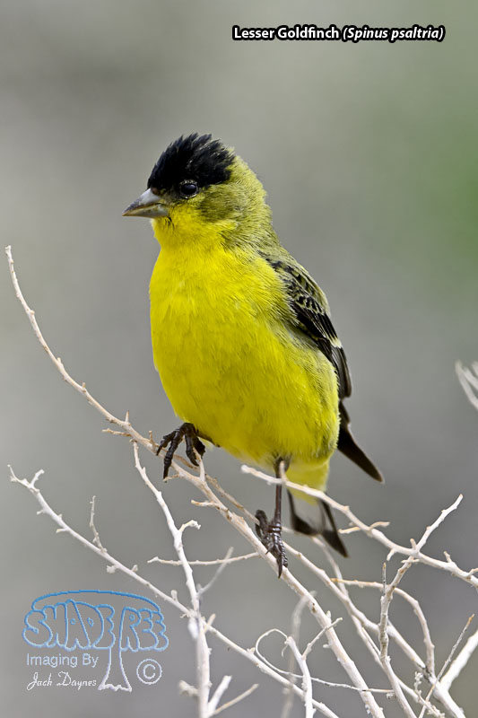 Lesser Goldfinch - Spinus psaltria