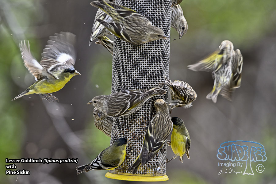 Lesser Goldfinch - Spinus psaltria
