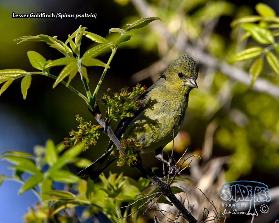 Lesser Goldfinch - Spinus psaltria