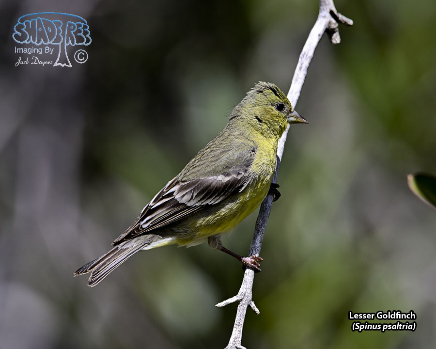 Lesser Goldfinch - Spinus psaltria