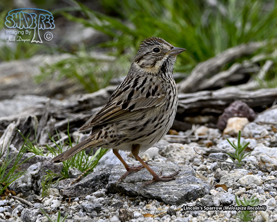 Lincoln's Sparrow - Melospiza lincolnii
