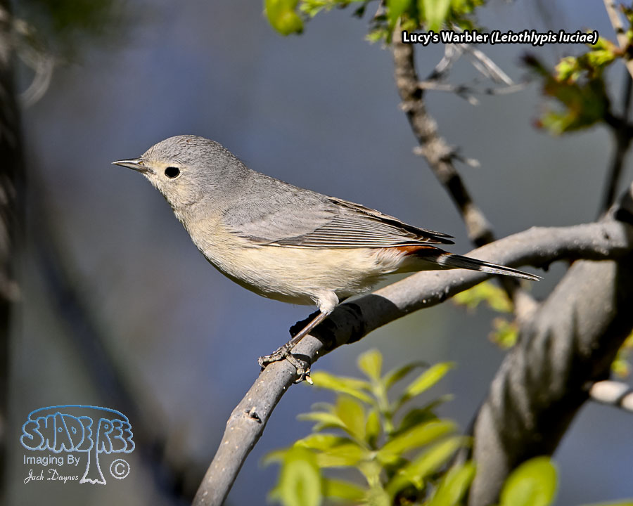 Lucy's Warbler - Leiothlypis luciae