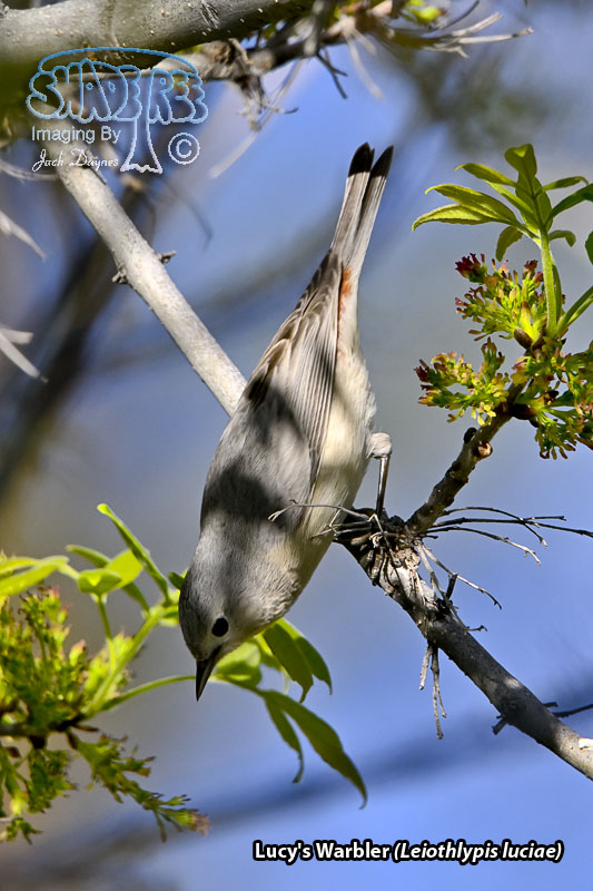 Lucy's Warbler - Leiothlypis luciae