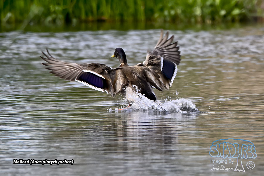 Mallard - Anas platyrhynchos