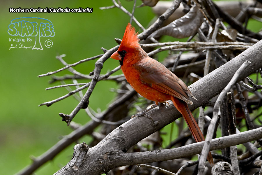 Northern Cardinal - Cardinalis cardinalis