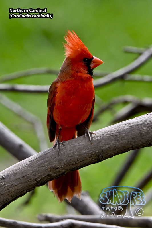 Northern Cardinal - Cardinalis cardinalis