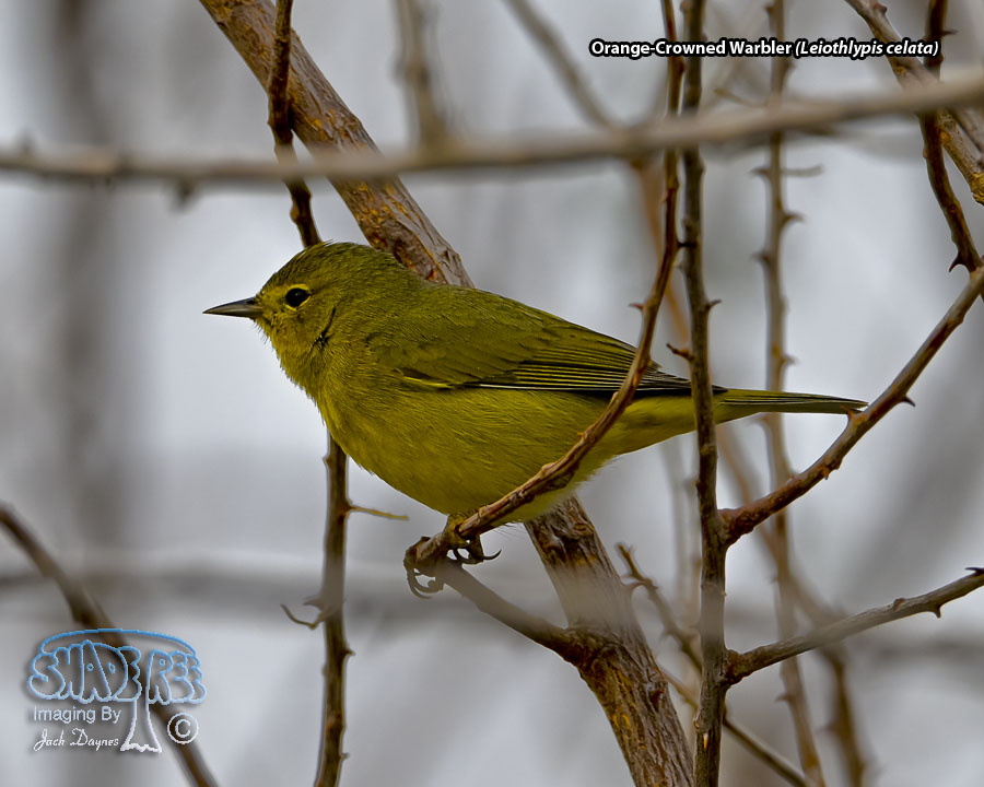 Orange-Crowned Warbler - Leiothlypis celata